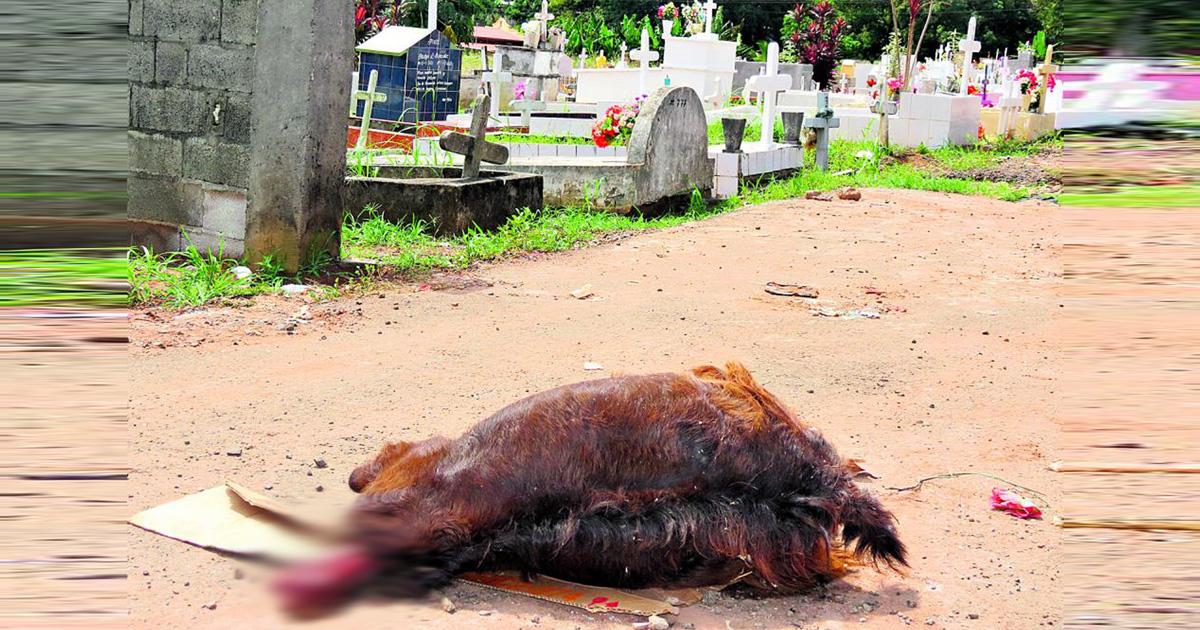 Fuerte sanción para aquellos que sacrifiquen animales en brujerías