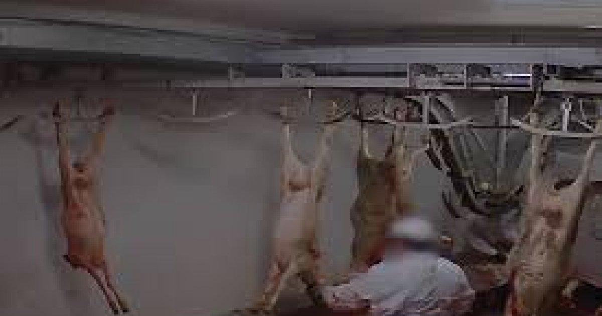 Mandatory cameras and better treatment of animals in slaughterhouses