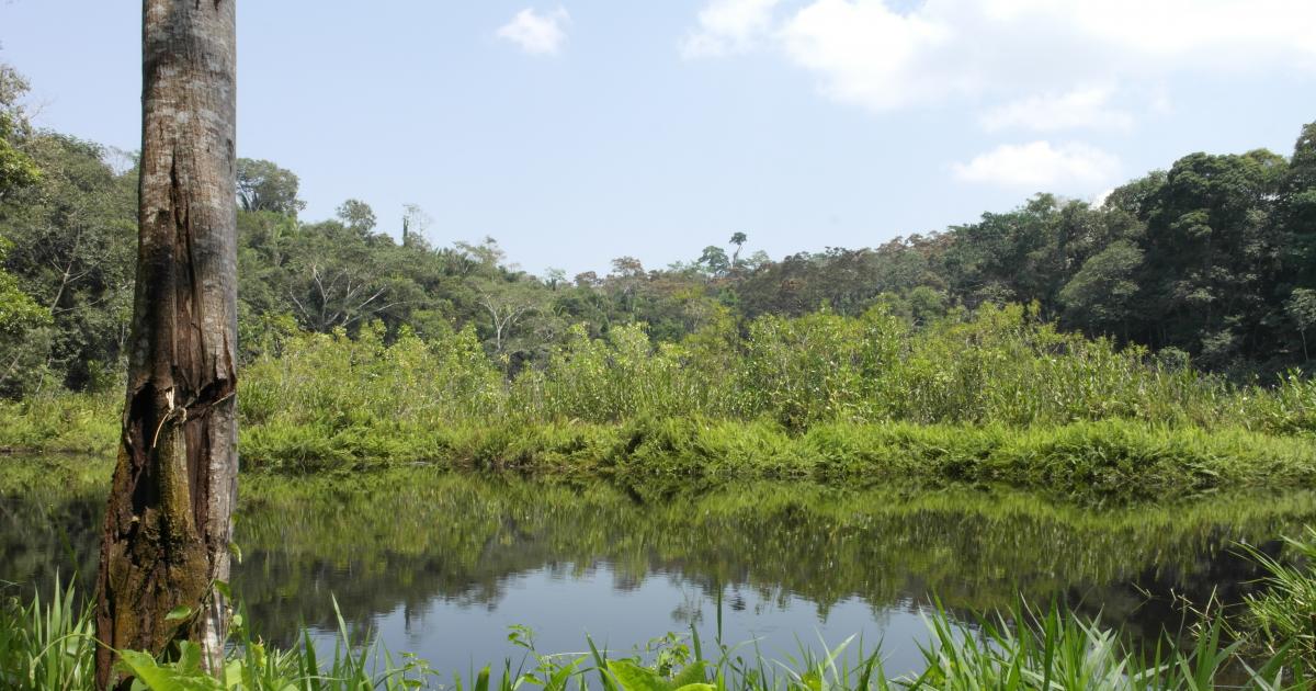 Que se deje sin efecto la construcción de una carretera en zona virgen de la Amazonia peruana