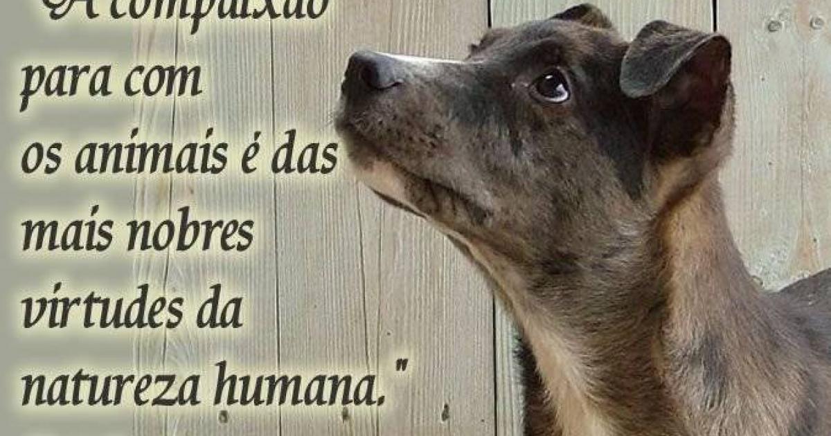 Um ambiente custeado pelo Município para tirar todos os animais das ruas