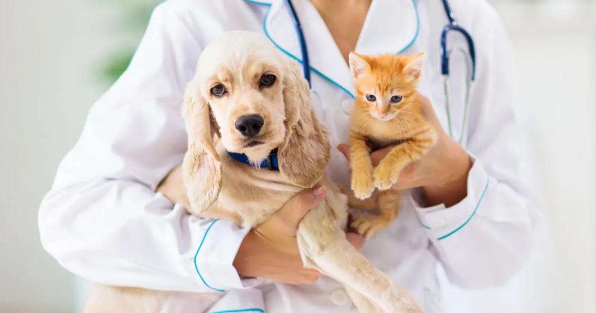 Hospitais gratuitos para animais