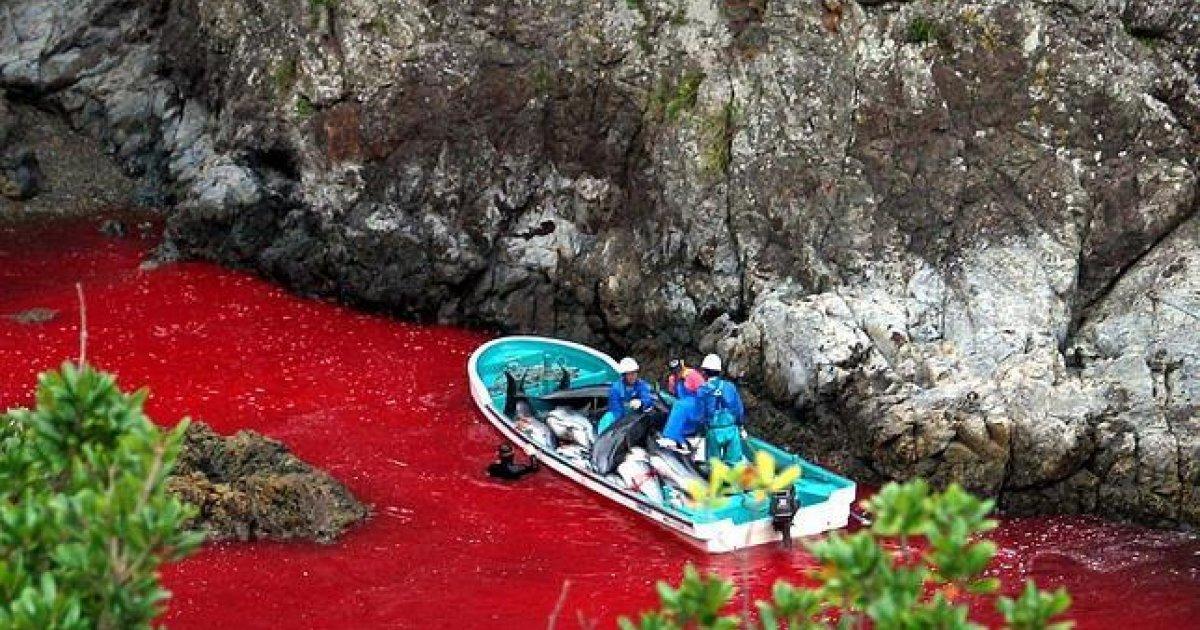 A matança de golfinhos em Taiji pára, Japão
