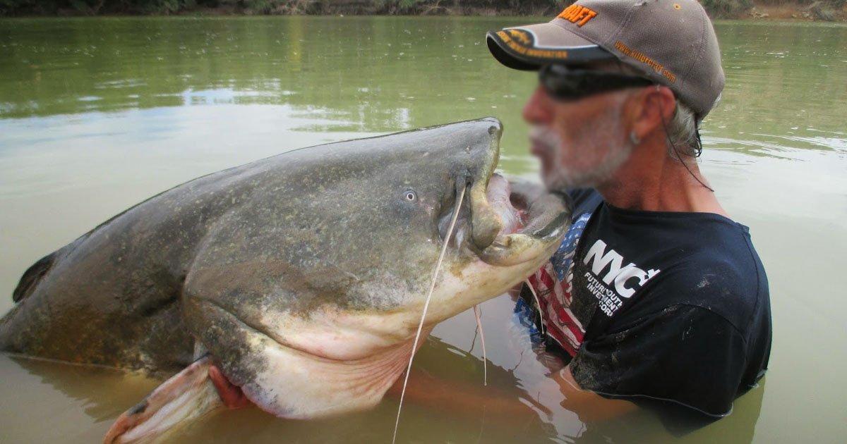 Que permitan la pesca del siluro en Navarra sin muerte