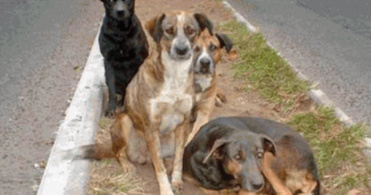 Salvar a los perros callejeros en Caracas, Venezuela