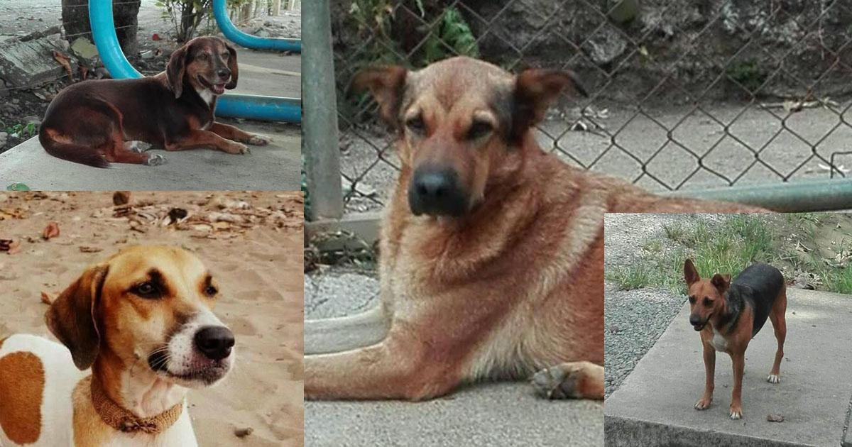 Un refugio para animales sin hogar, ellos andan en las calles y los maltratados por sus dueños