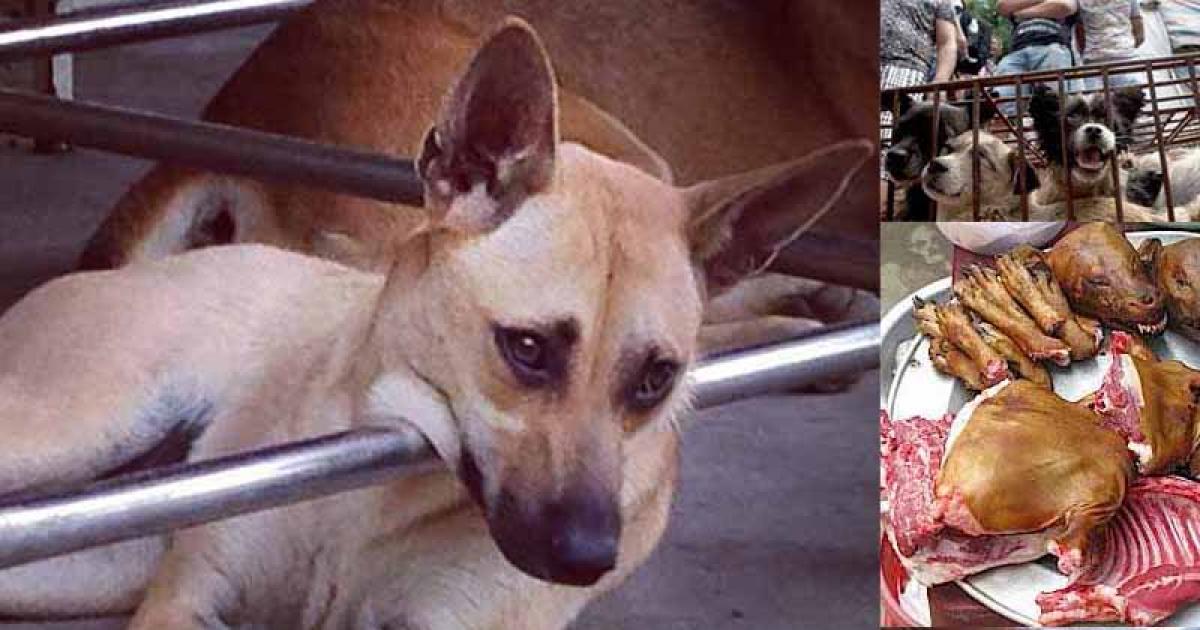 Detengamos la barbárica masacre de Yulin