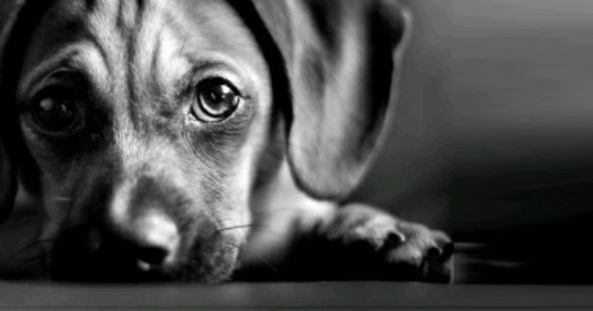 We want to increase the sentence for animal abuse in Spain!