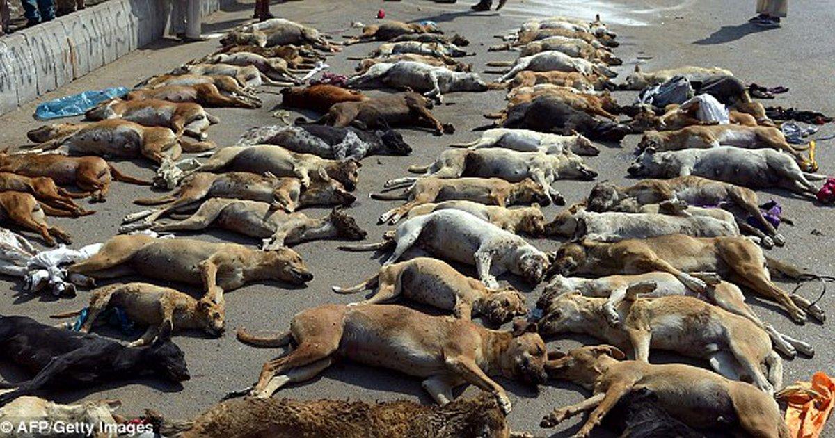 Save the stray dogs! To eliminate them they tie them to posts, they let them there to die of starvation, dehydration and cold