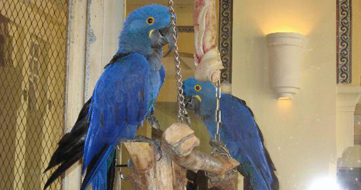 Release these parrots from this terrible prison