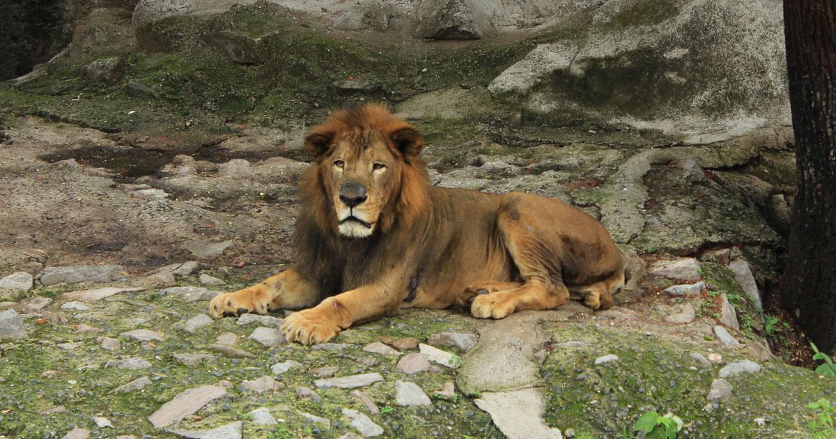 Close the National Zoo of El Salvador