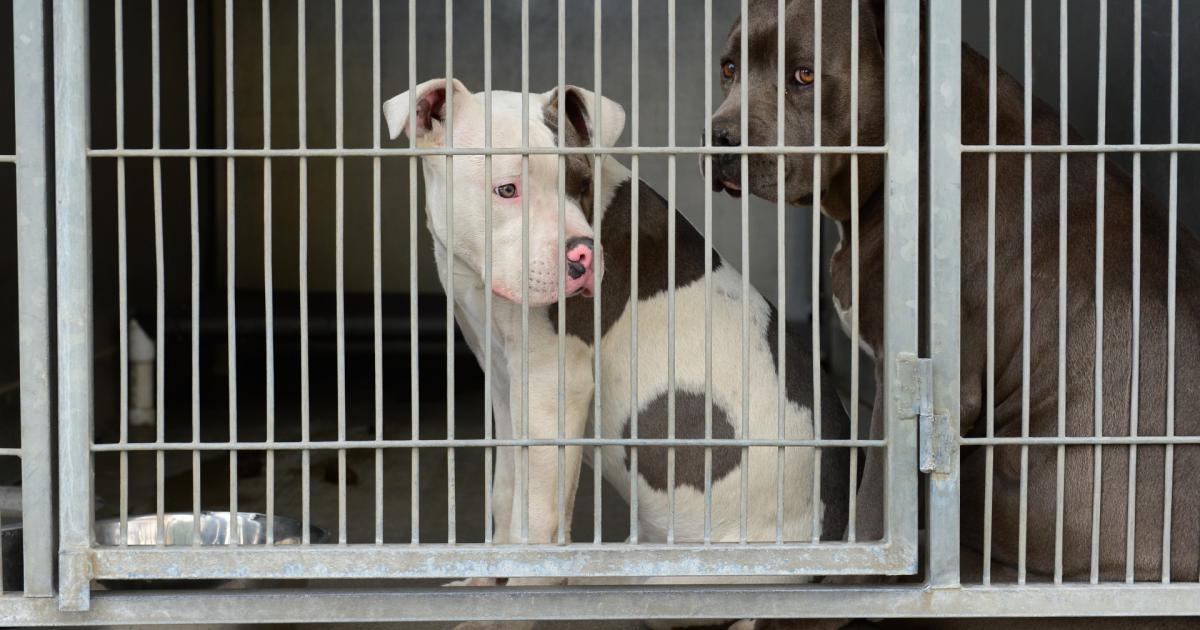 Alcemos la voz por los animales