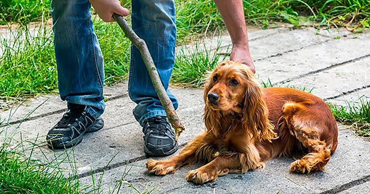 Crear una Ley que sancione a los que abandonan y maltratan animales