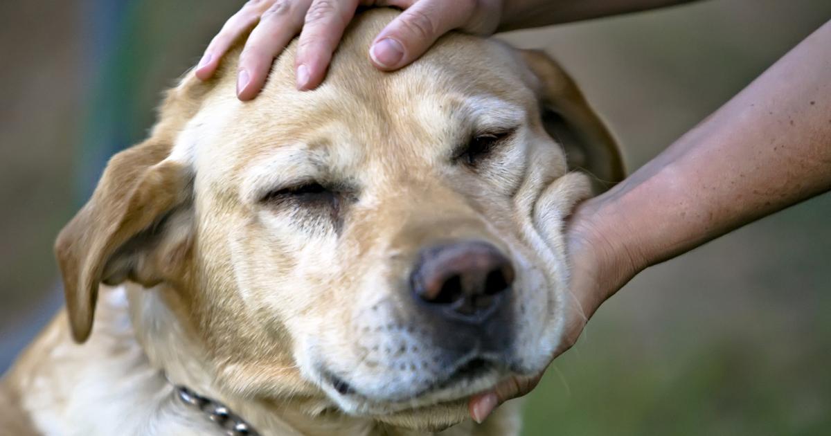 Queremos que permanezca la mascota de patio "Chocolobo" y su bendición