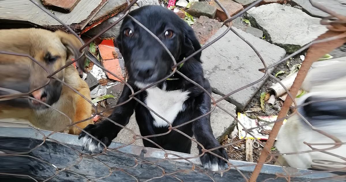 Aclare que paso con los perritos callejeros del centro de Ciudad Mendoza