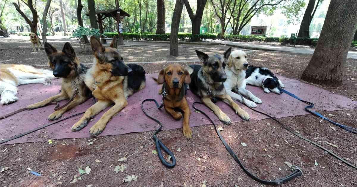 Dejen ya de prohibiciones a los animales, que hagan mas cosas por los perros en España