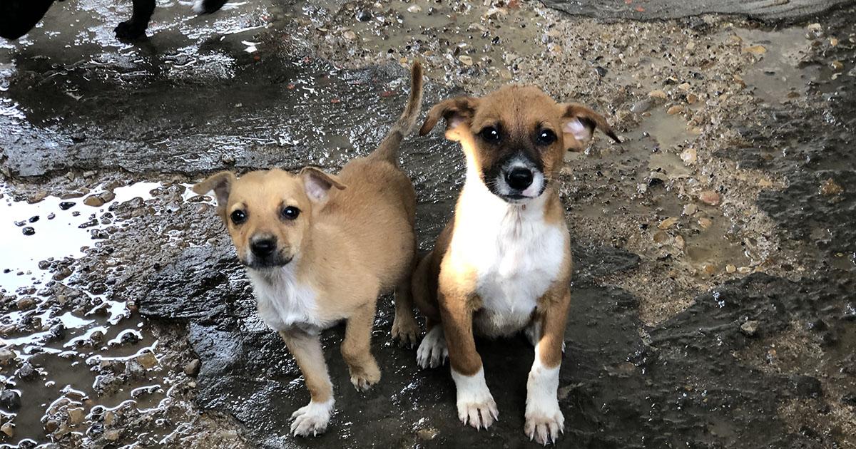 Multas por abandono y maltrato animal