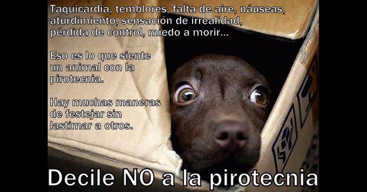 Prohibir pirotecnia ruidosa