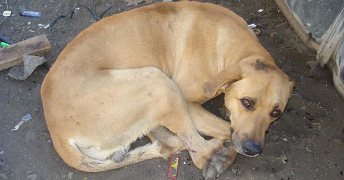 Que los animales sin hogar tengan asistencia veterinaria gratuita