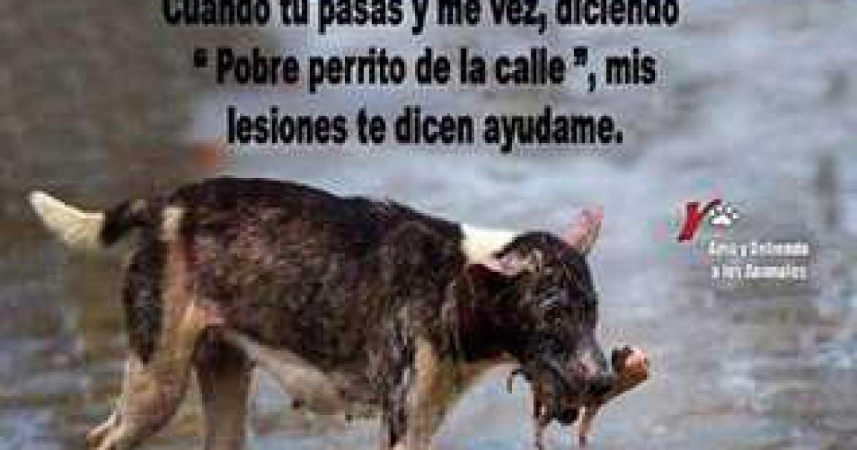 Que se considere como delito grave el abandono de perros y gatos y que se castigue duramente