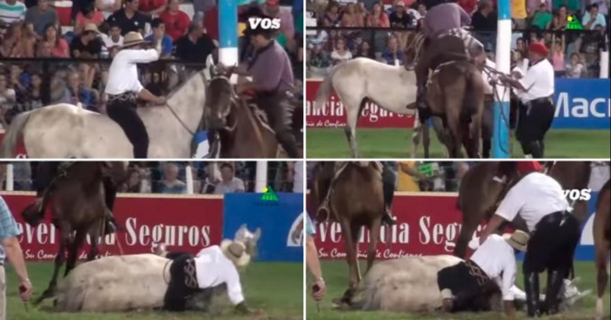 Basta de matar caballos en las jineteadas de Jesús María, Córdoba, todos los años sacrifican caballos por las lesiones 