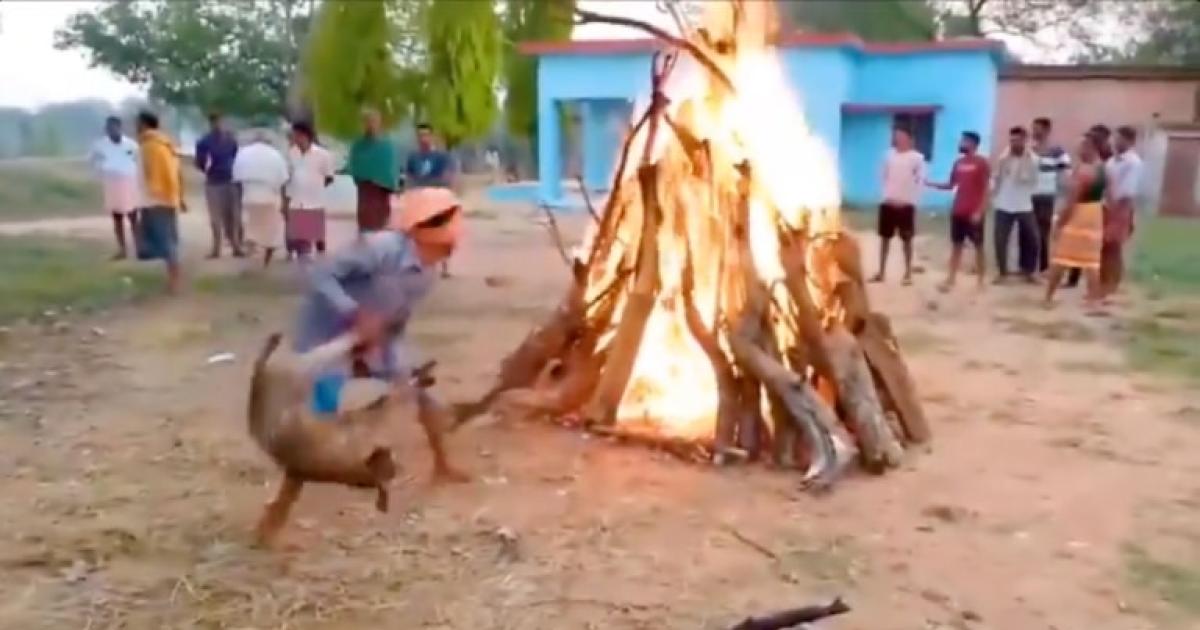 STOP BURNING GOATS ALIVE IN INDIA