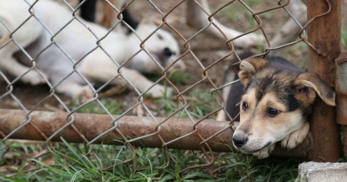 Salve os animais de estimação