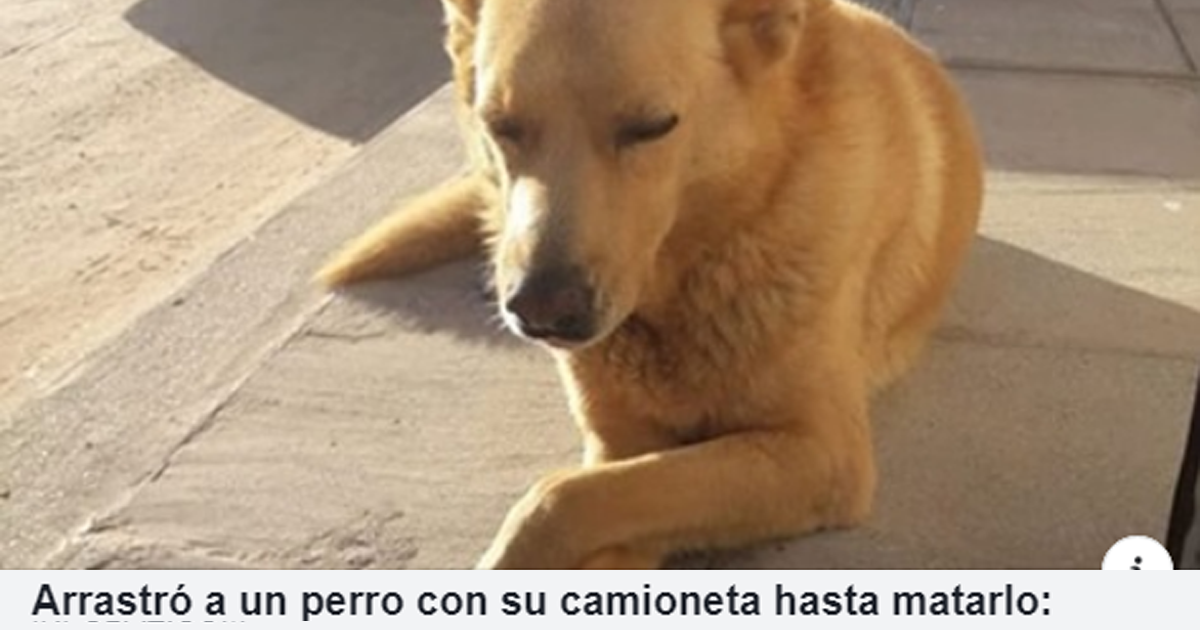 Quiero reunir firmas para que el asesino de un inocente perrito vaya preso