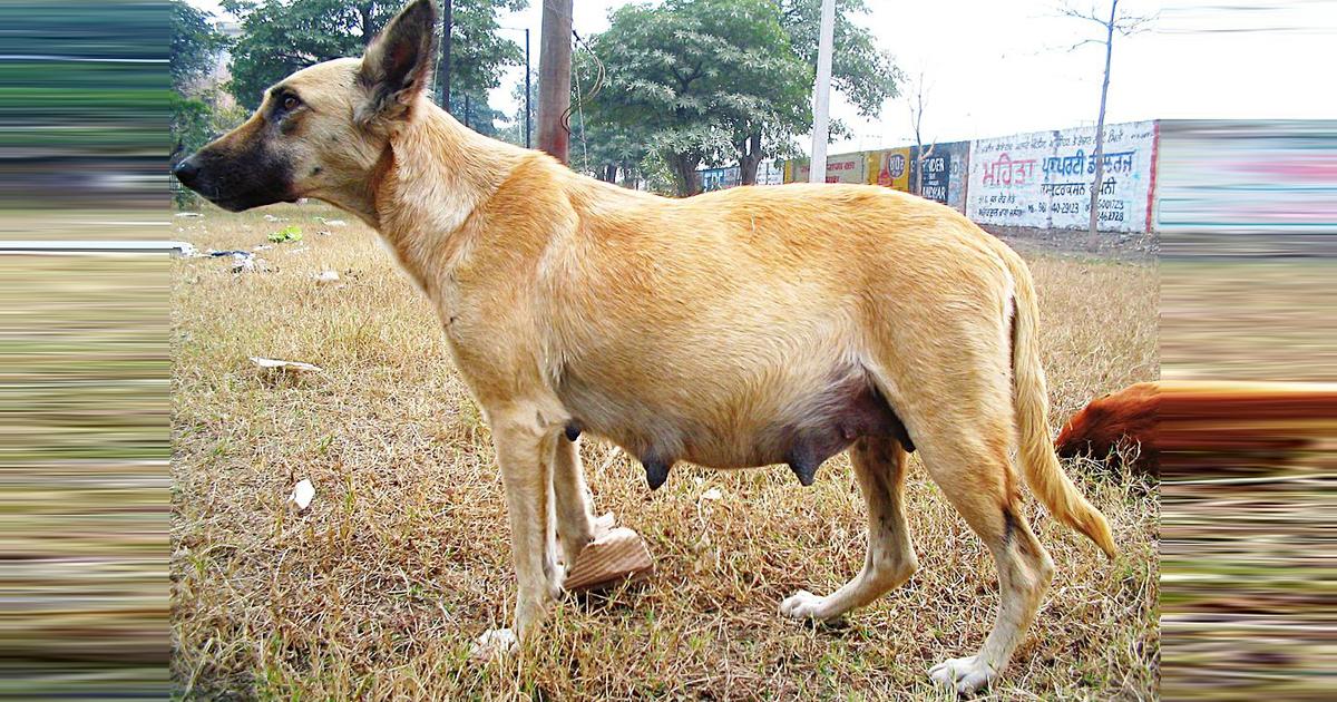 Free castration of stray animals