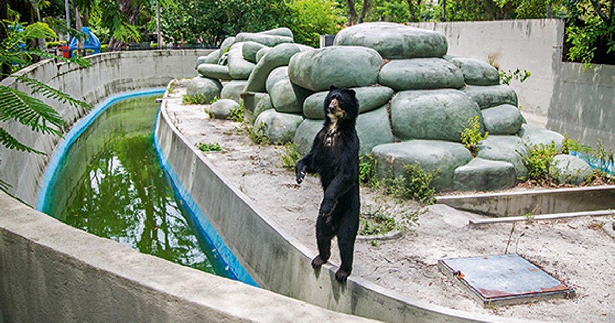 Fermez la Quinta da Boa Vista Zoo. Animaux dessiné et abusé
