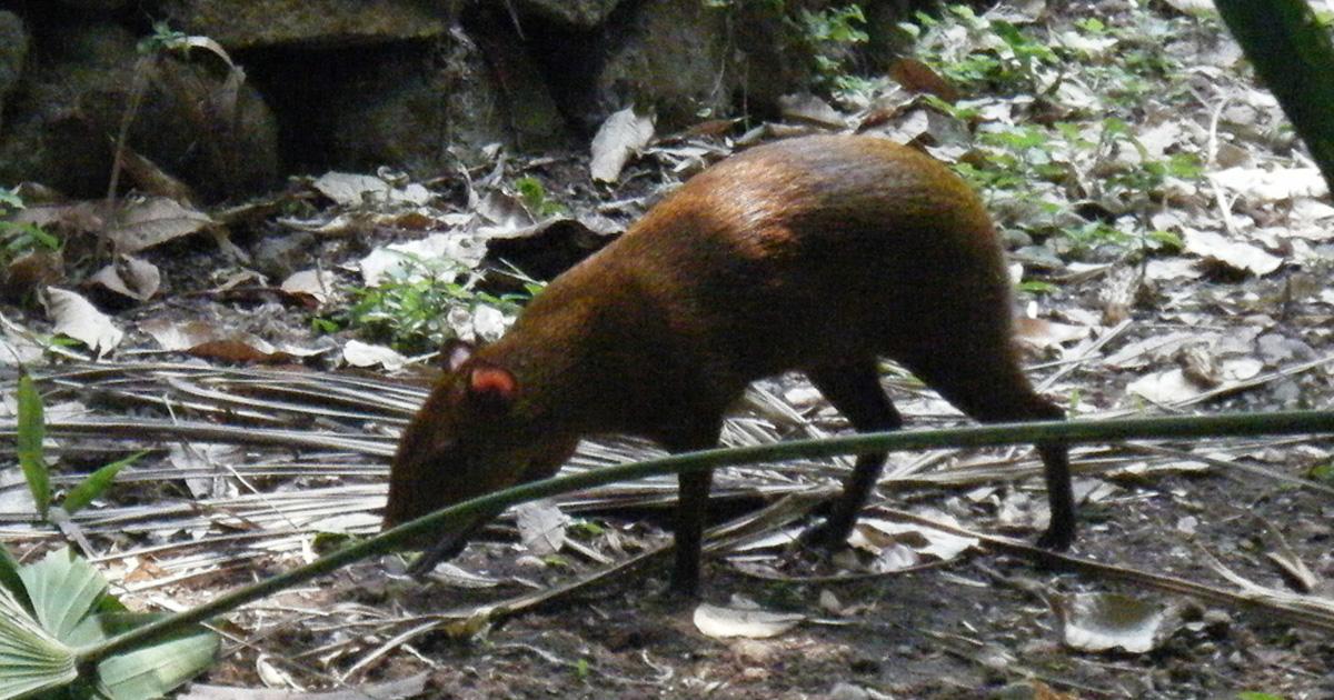 Leyes mas severas contra la comercialización no artesanal de animales en peligro de extinción