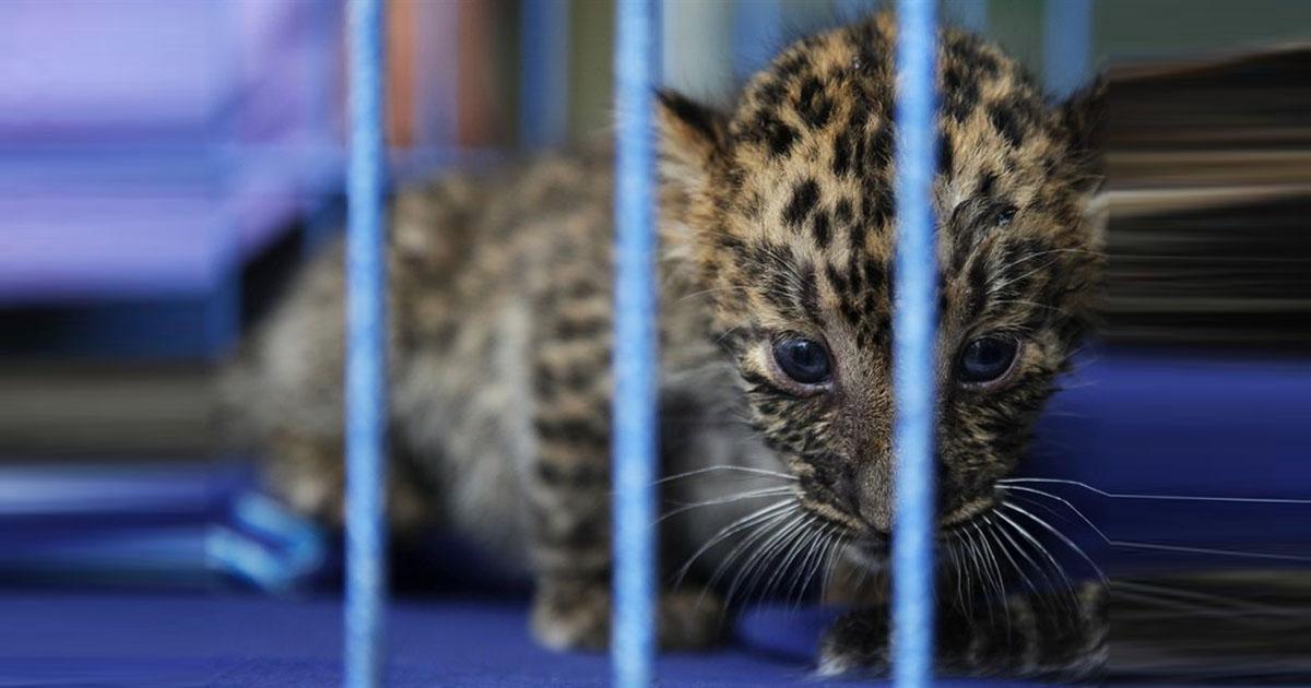 Prohibir todas las importaciones de animales! Deben dejarlos en su país de origen!