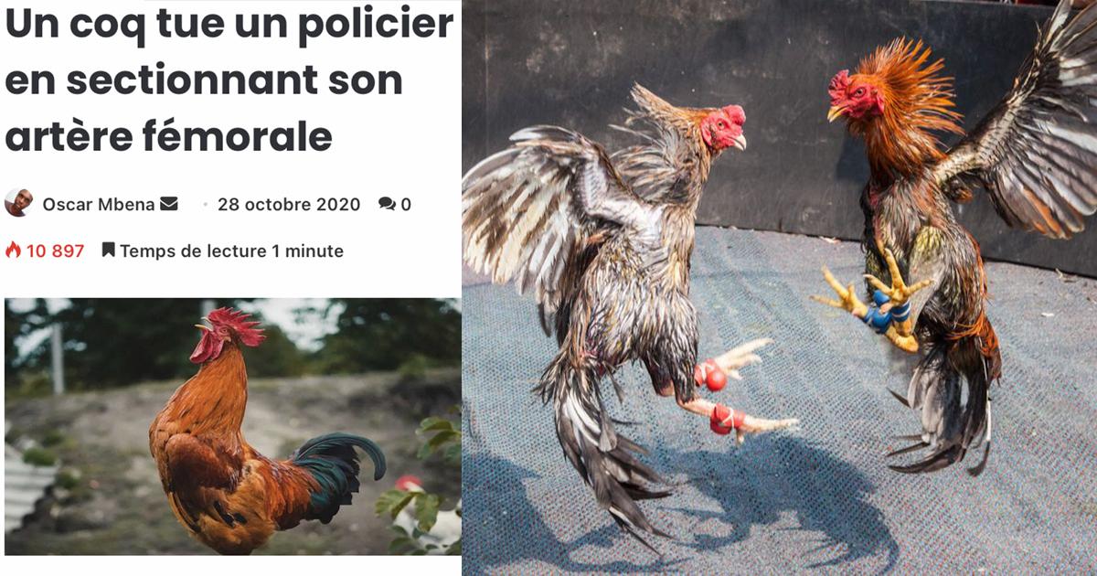 Terminar con las granjas de gallos en áreas urbanas y las peleas de gallos