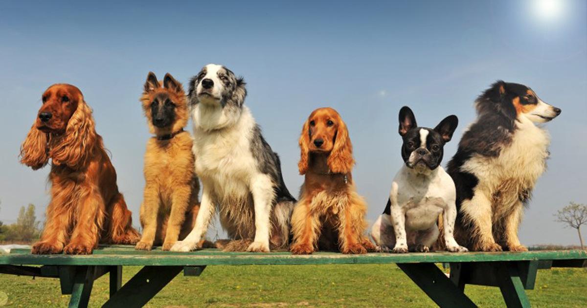 Dog park for our pets!