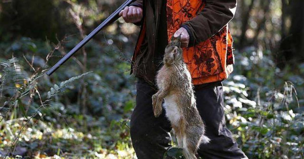 Detener la matanza de conejos que lleva adelante la Alcaldía