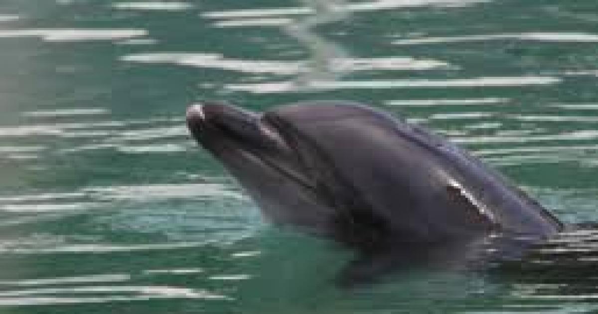 ¡Ayuden a la delfín Honey y a los otros animales!