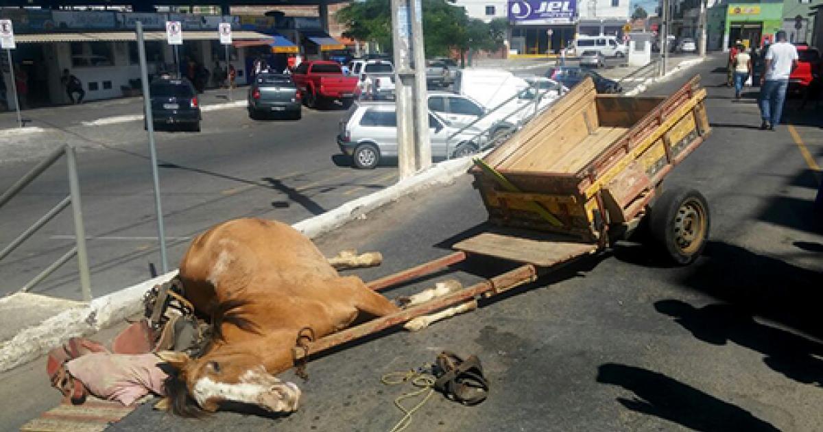 Prohibir el uso de tracción animal!