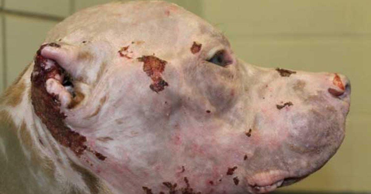 Four years in prison for the person who did this to Rosie!