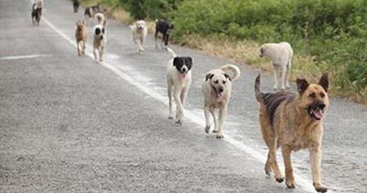 Controlar que los ciudadanos tengan a sus mascotas con microchip