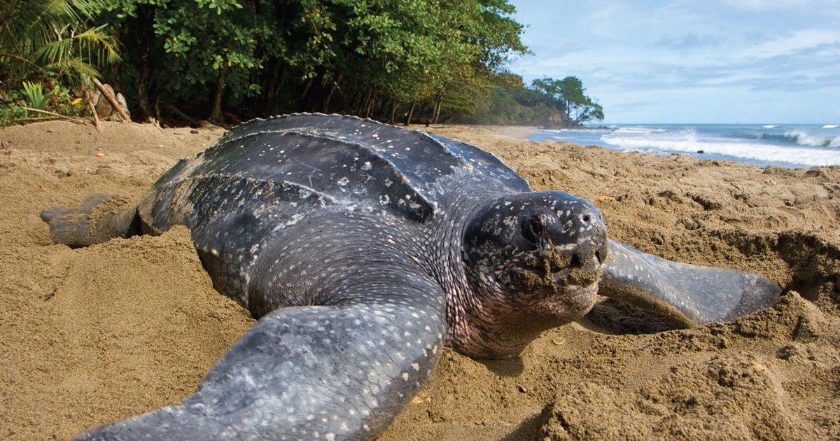 Crear una Institución Descentralizada Junto con la Sociedad Civil Para la Protección de los Animales en Vías de Extinción