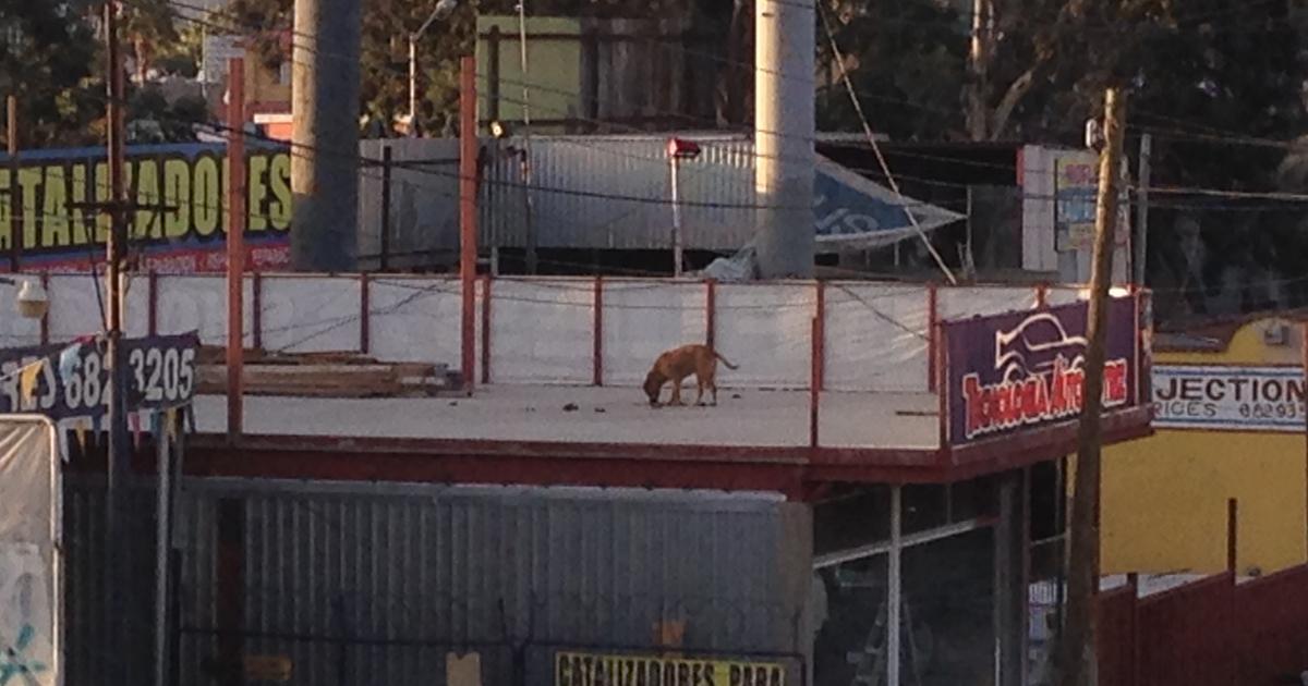 No al Maltrato Animal!! No Perros abandonados en Talleres mecánicos y/o carrocerías!!!  