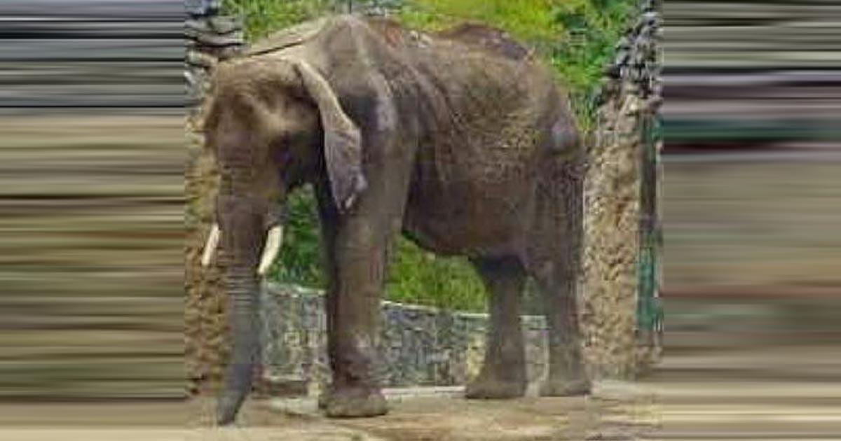 Save the elephant "RUPERTA"