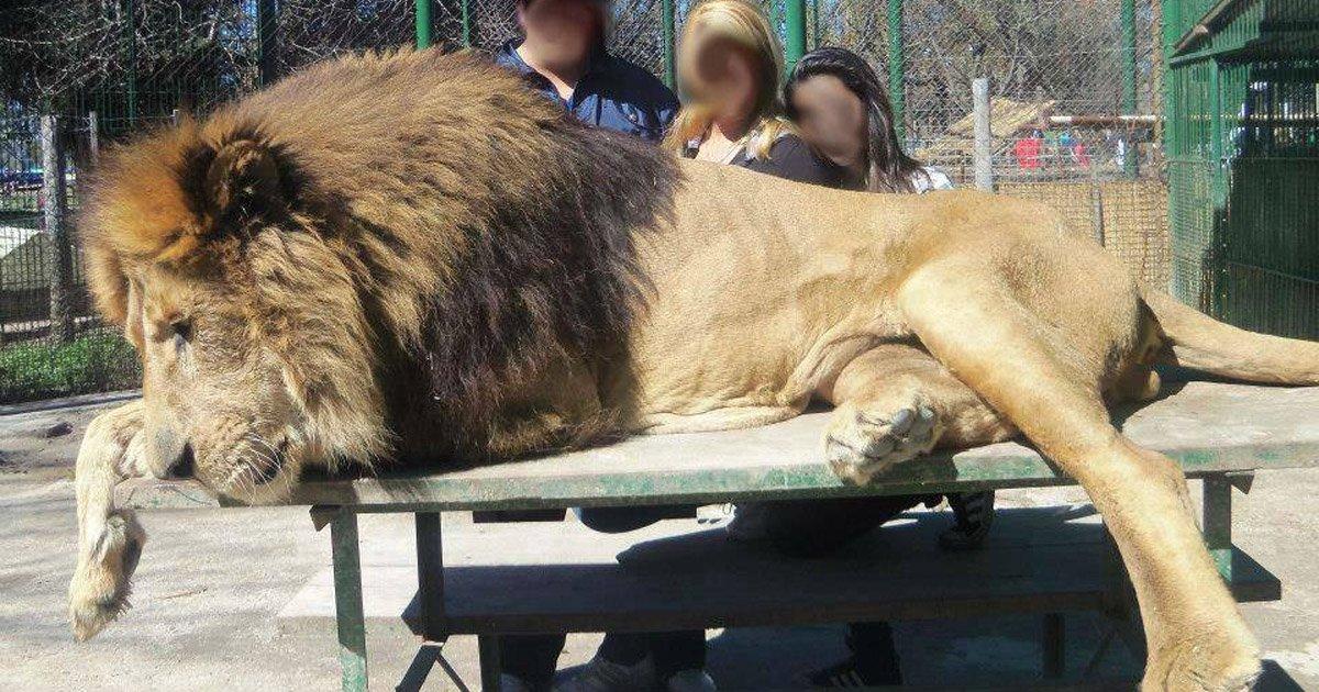 Animali selvatici drogati per Uscire a Zoo Lujan a Buenos Aires, Argentina