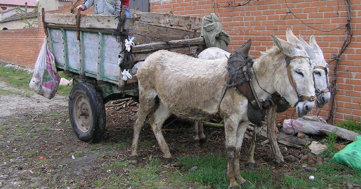 Prohiban la utilización de burros como transporte de carga en Maracaibo