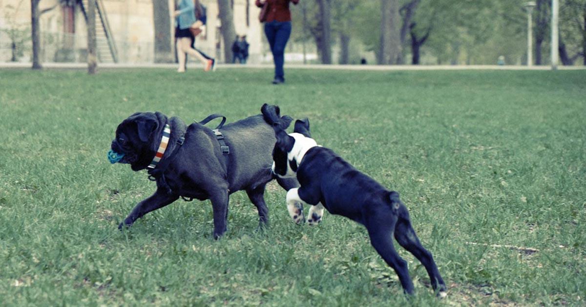 Parques caninos con vallas de madera para que los perros no se crucen para las carreteras cercanas