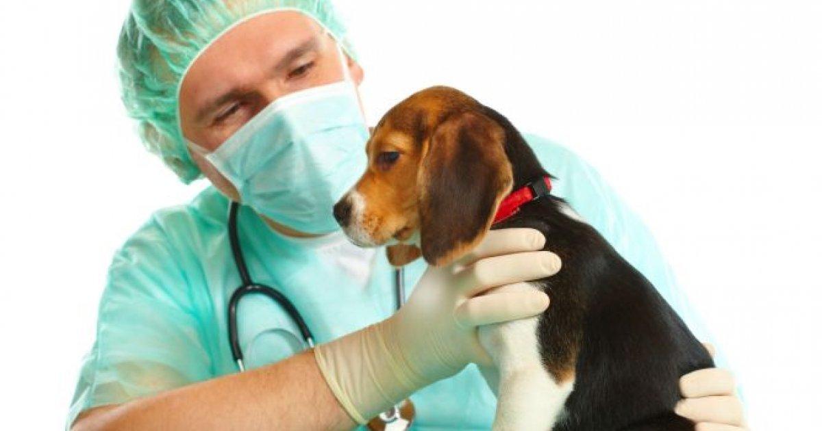 An identification law and compulsory sterilization of pets