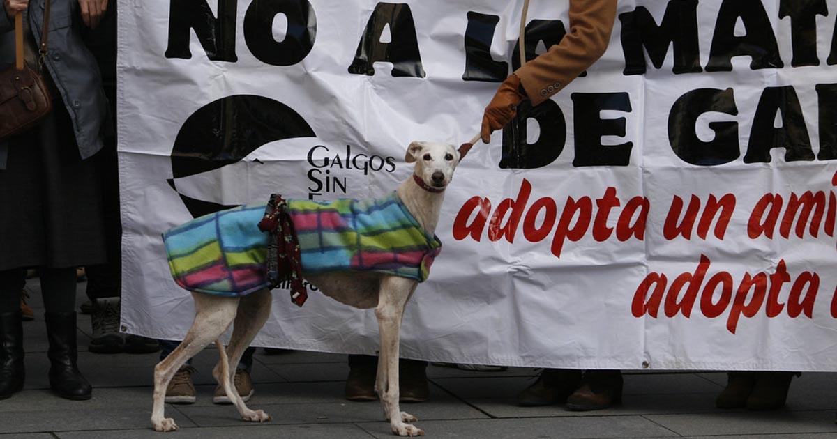 Que los perros galgos que se usan para la caza en Toledo (La Mancha) no los ahorquen en los árboles cuando ya no les sirven