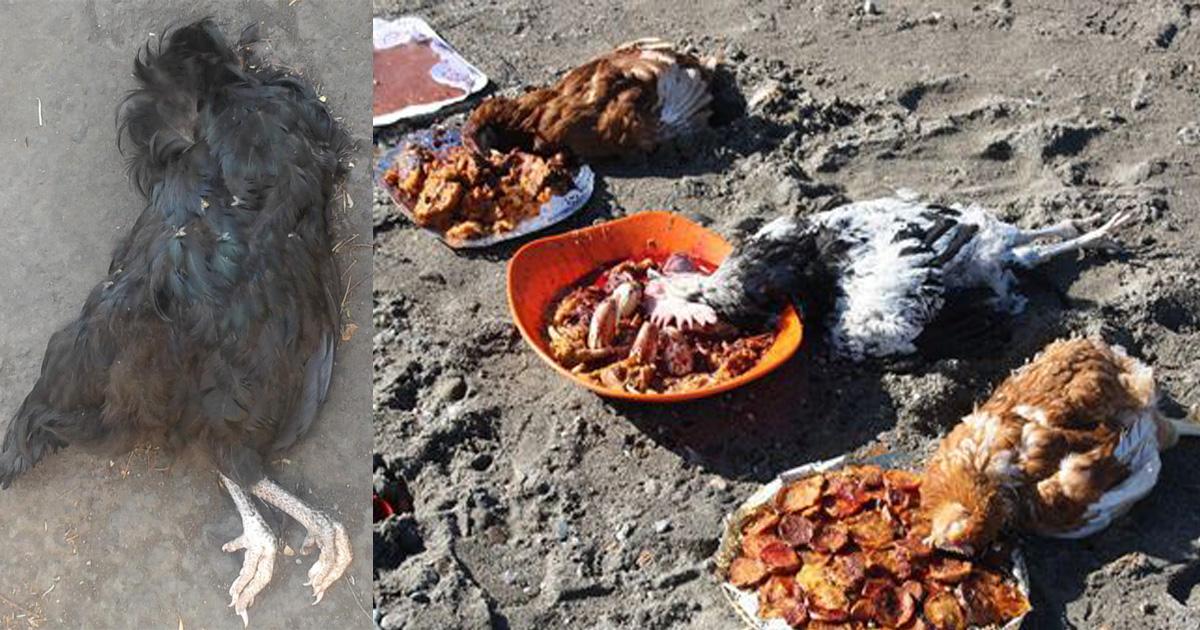 Que se castigue a quien sacrifique sin un fin alimenticio a un animal