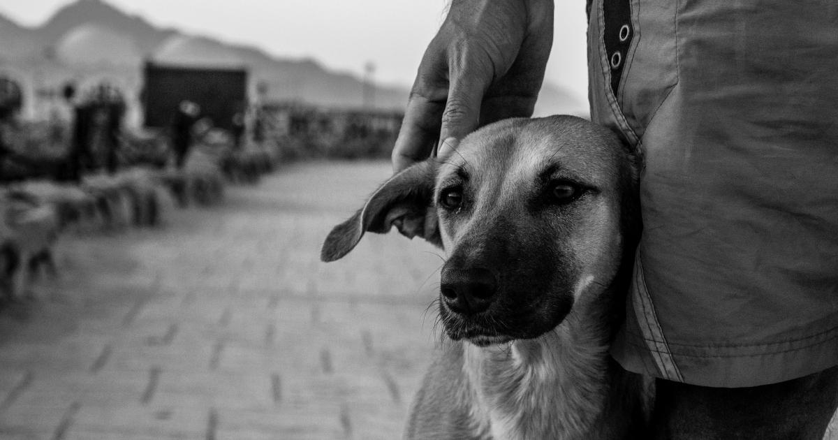 Que resuelvan el problema de los animales de la calle 