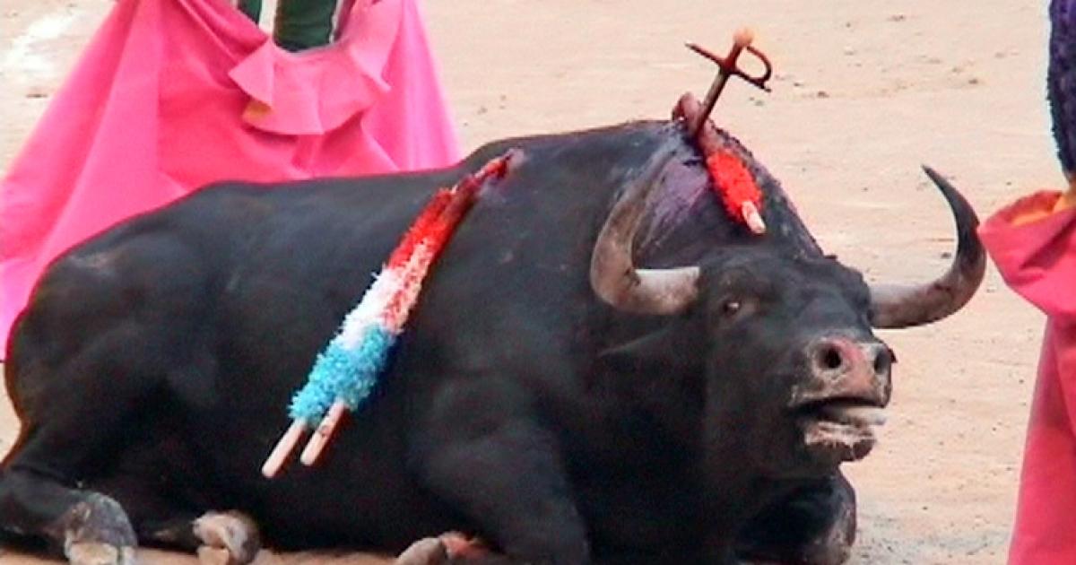 Solicitamos la ilegalización de la tauromaquia en España