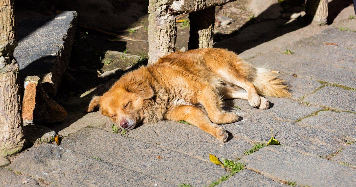 Que se cumpla la Ley sobre la protección a los animales